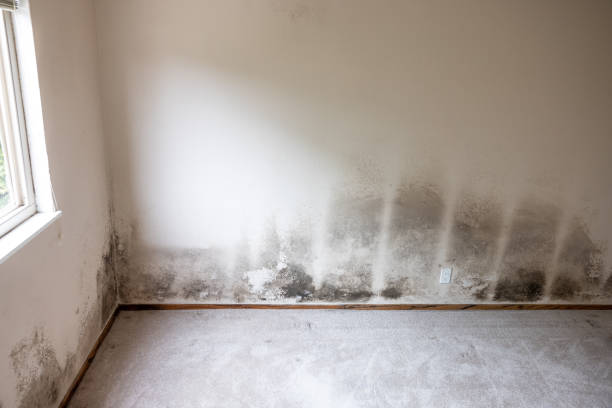 Best Emergency Mold Remediation  in USA